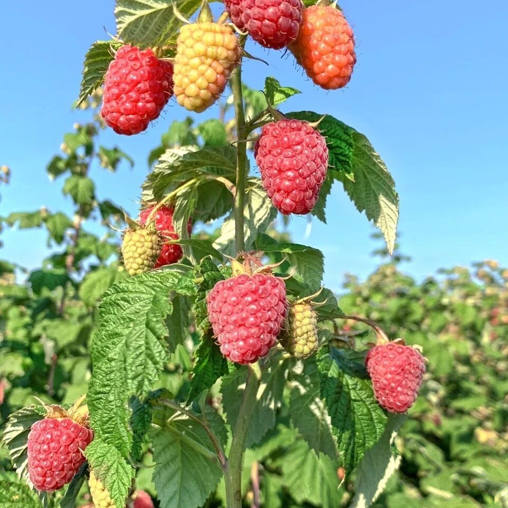 Малина ремонтантная красная Самохвал ЗКС