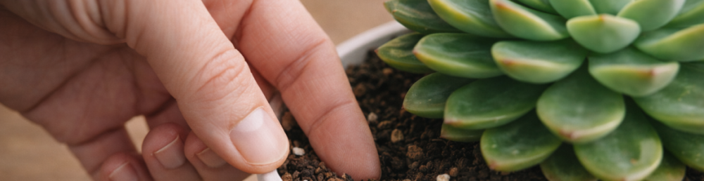 Как часто поливать суккуленты и поддерживать их здоровье: проверенный баланс