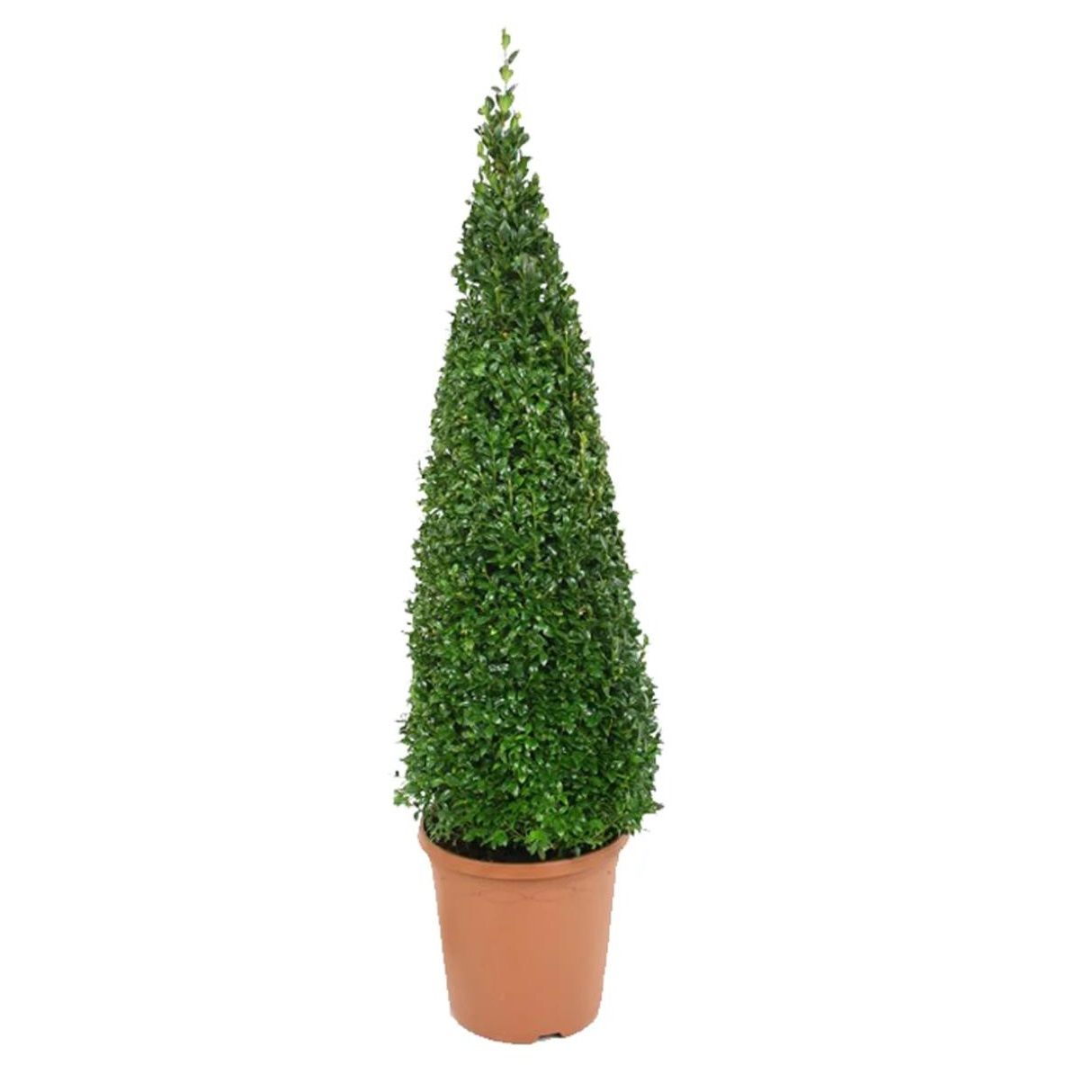 Буксус пирамида d23 см h75 см