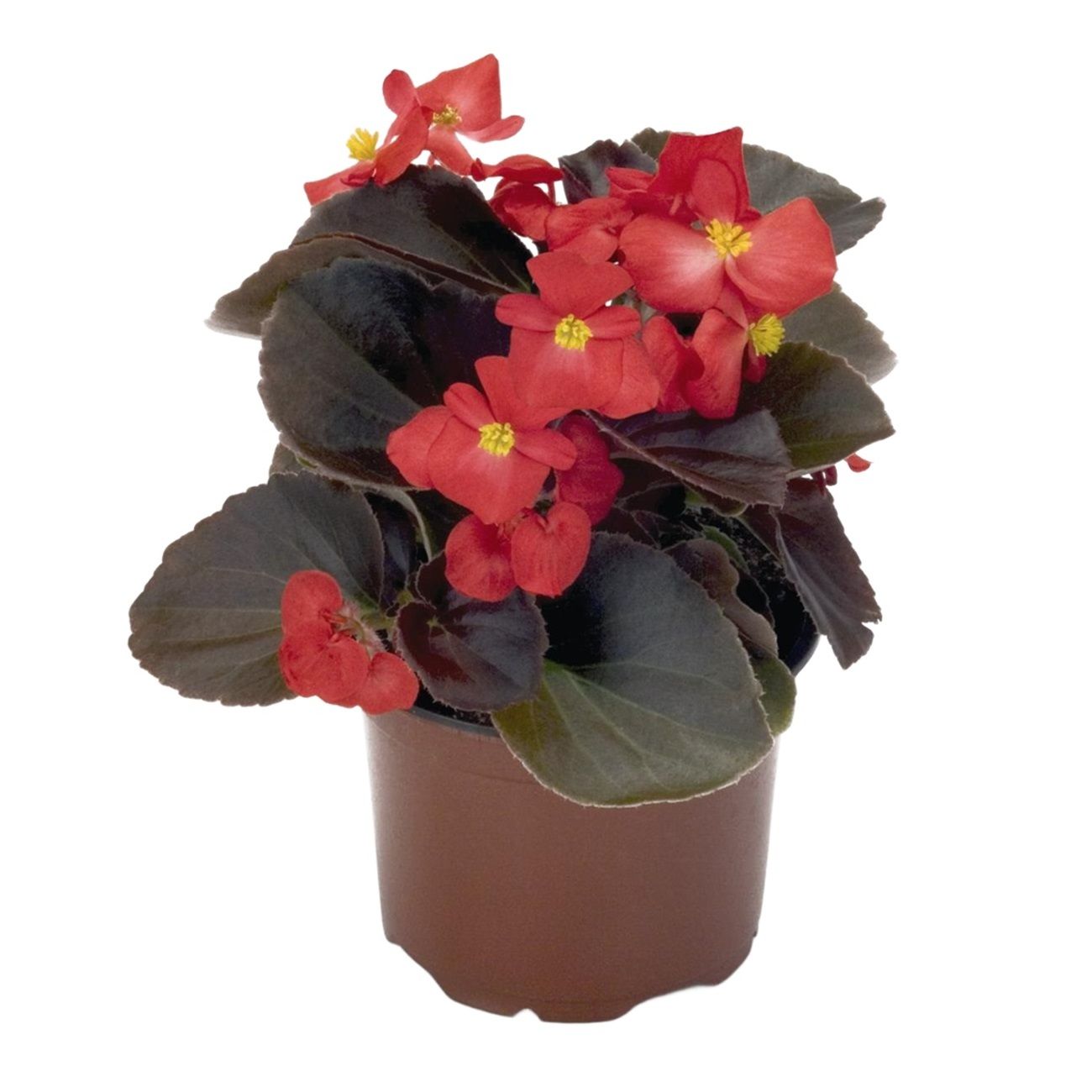 Рассада Бегония вечноцветущая d12 см