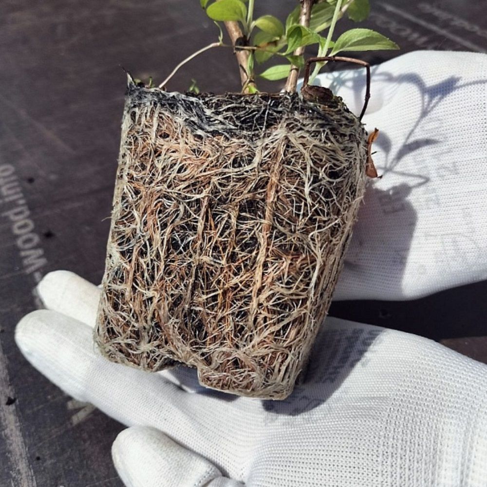 Дерен белый Сибирика P9