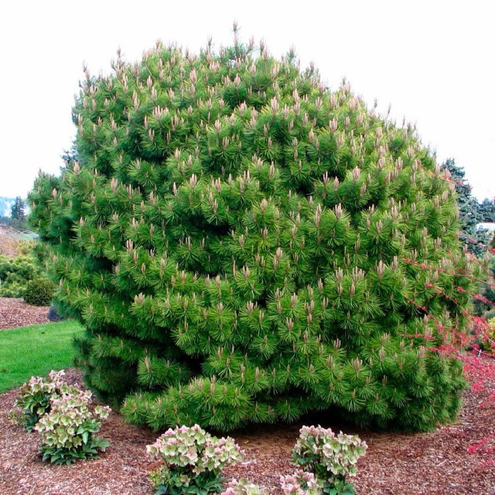 Сосна горная Мугус h30-40 см
