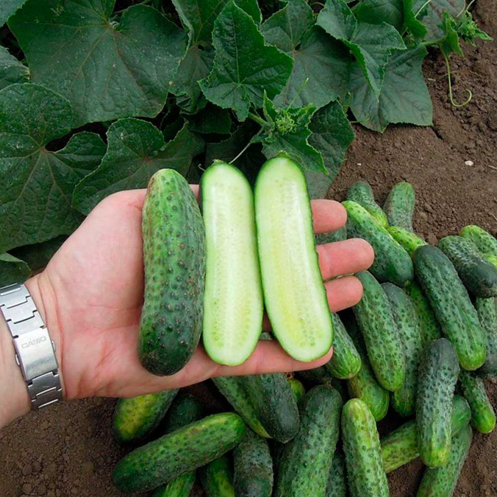 Огурец Подарок F1 (сер.Четыре лета) (А) (ЦВ) 5шт