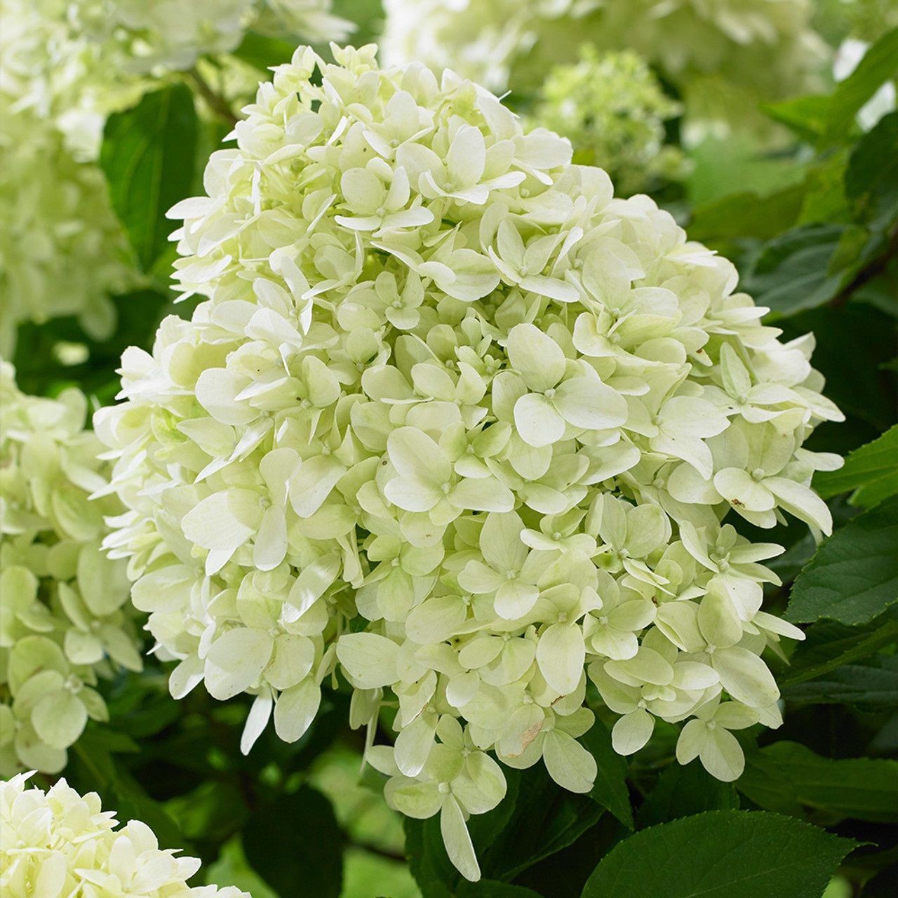 Гортензия метельчатая Литл Спуки 0,5 л