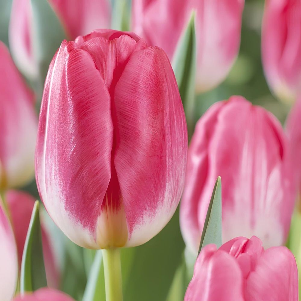 Тюльпан триумф Супермодель 11-12/К 5 шт