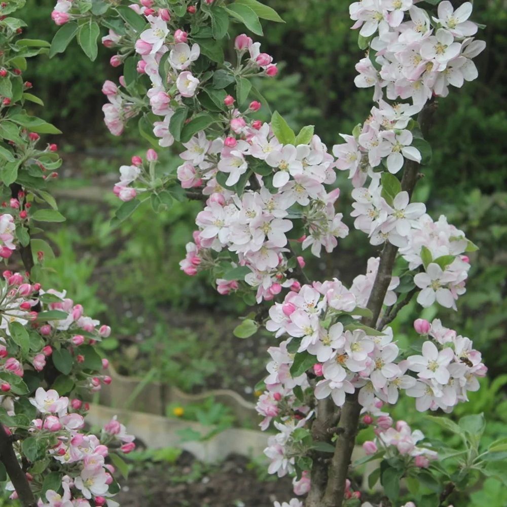 Яблоня полукарлик зимняя Валюта ЗКС