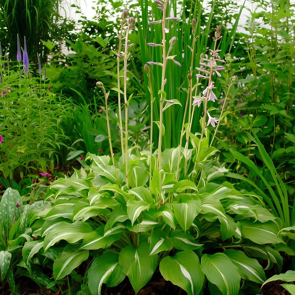 Хоста волнистая Унивитата/К
