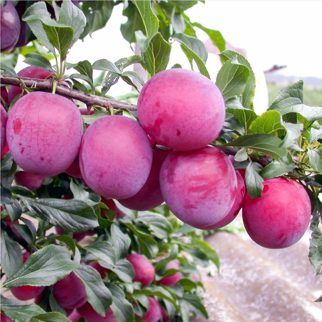 Алыча Кубанская комета С20