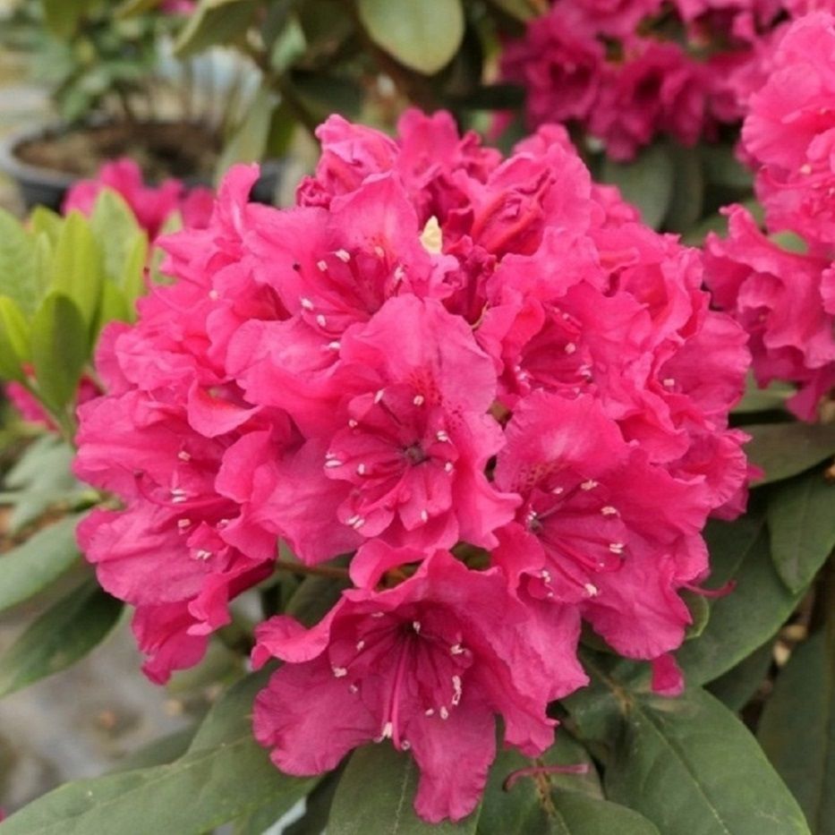 Рододендрон h25-35 см