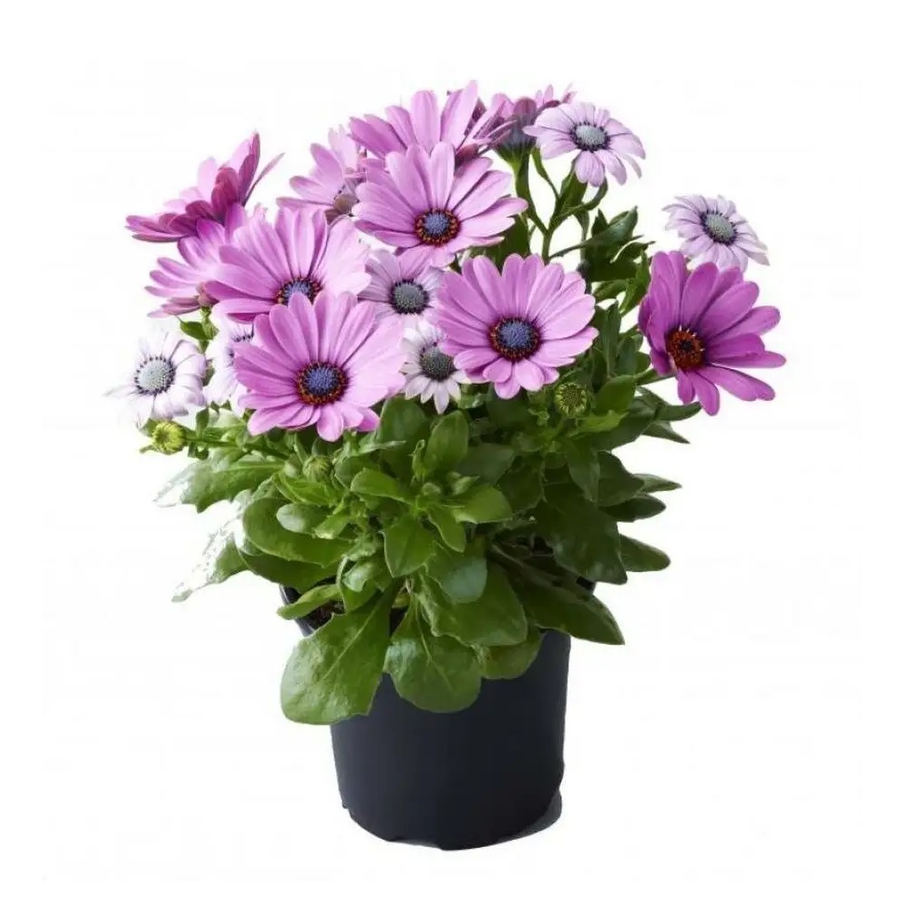 Рассада Остеоспермум микс d10 см