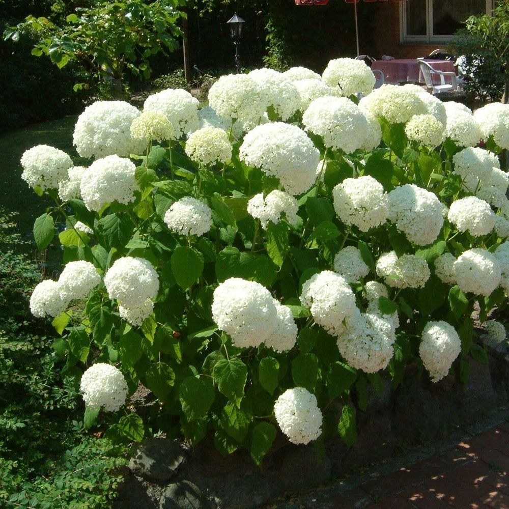 Гортензия древовидная Анабель