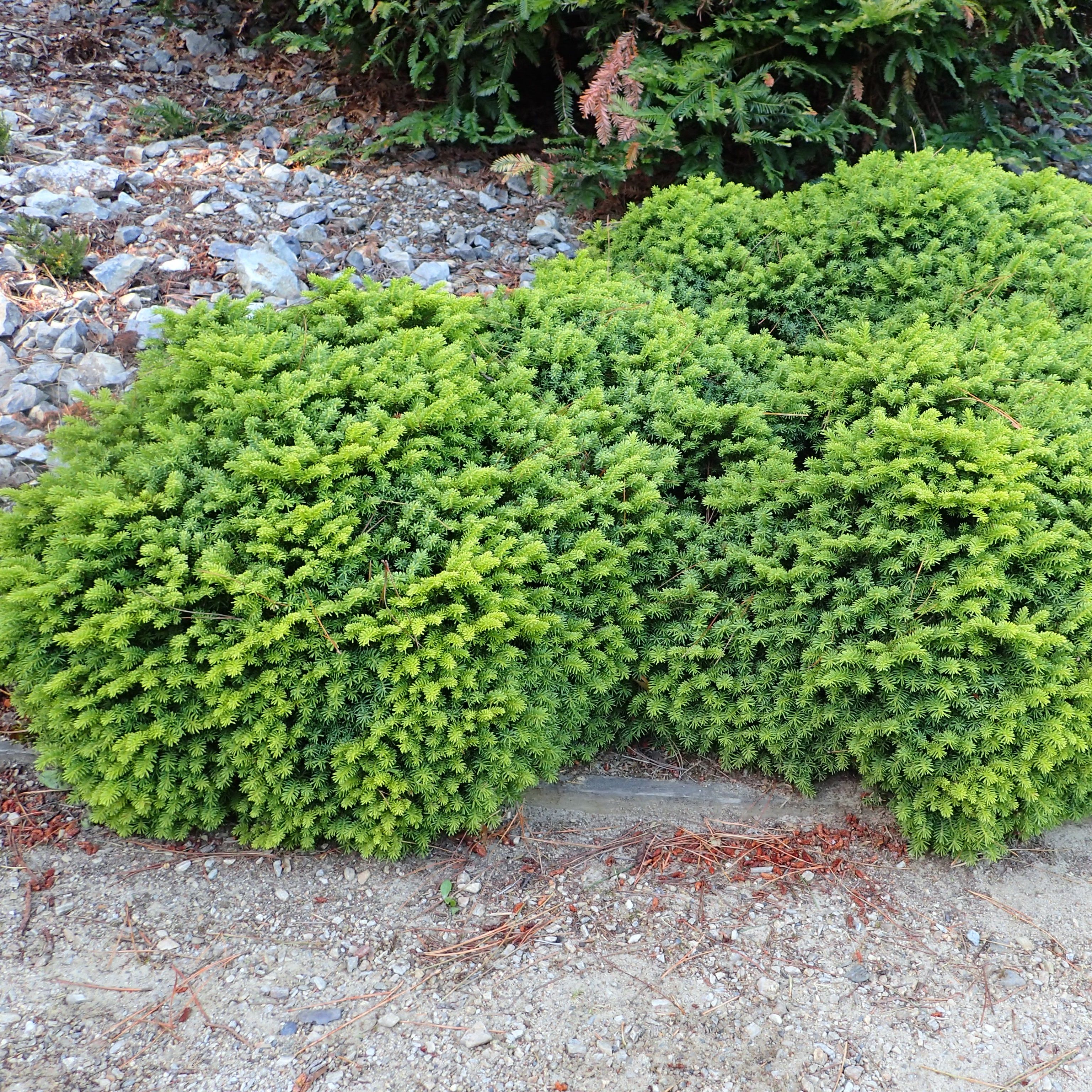 Ель обыкновенная Литтл Гем H30-50 см