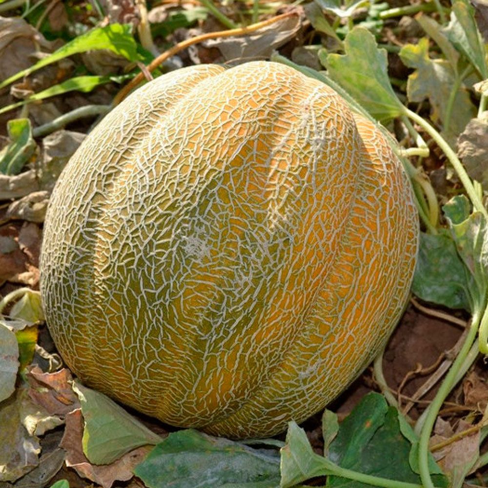Дыня эфиопка (А) ц/п
