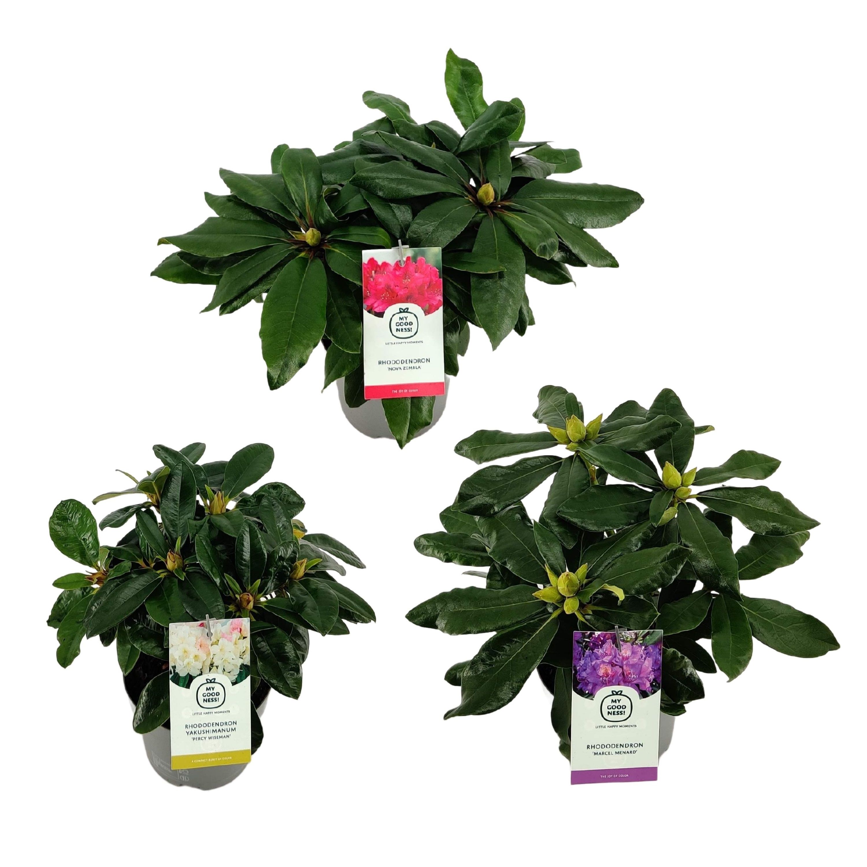 Рододендрон h25-35 см