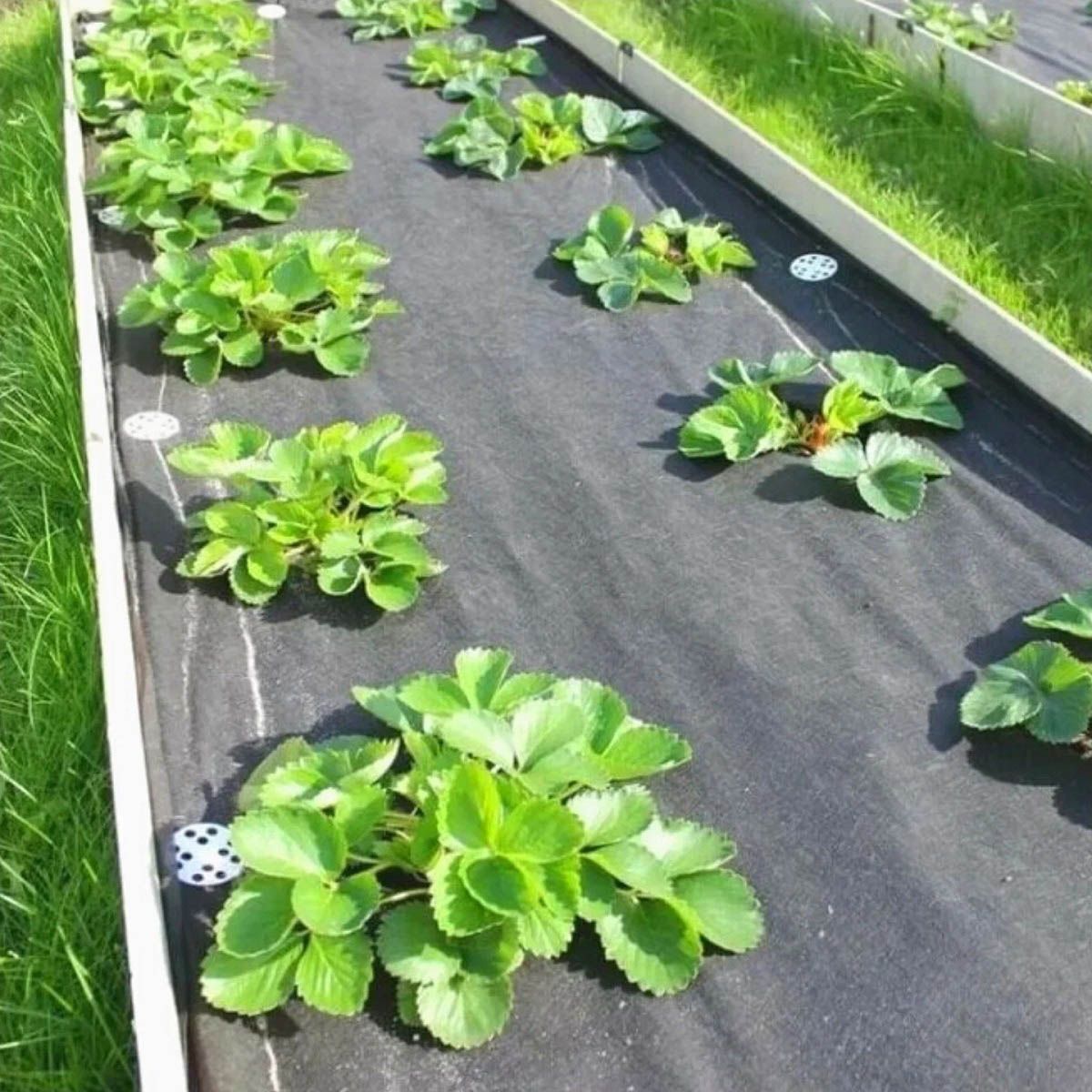 Полотно укрывное с/х 60 черный 1,6/200 м