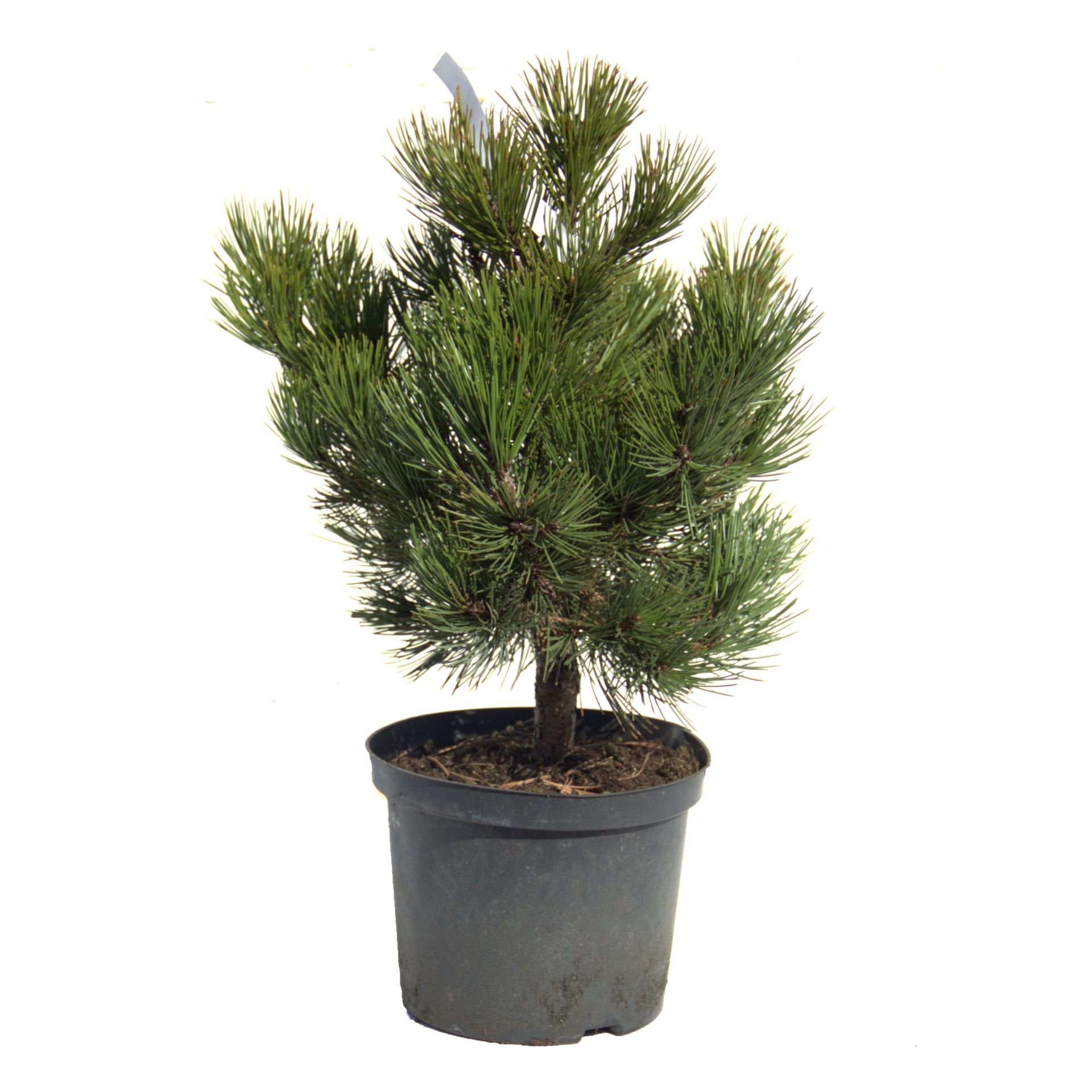 Сосна гельдрейха Компакт Гем V7,5