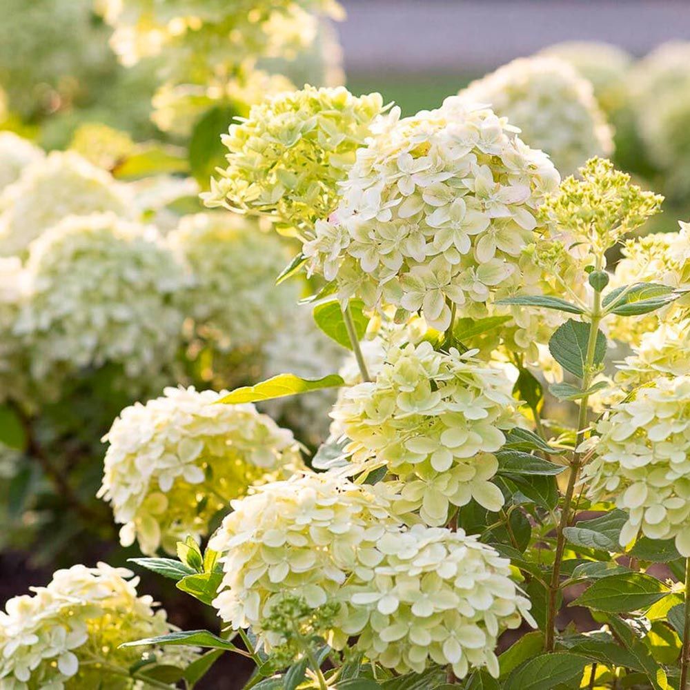 Гортензия метельчатая Коттон Крим V2