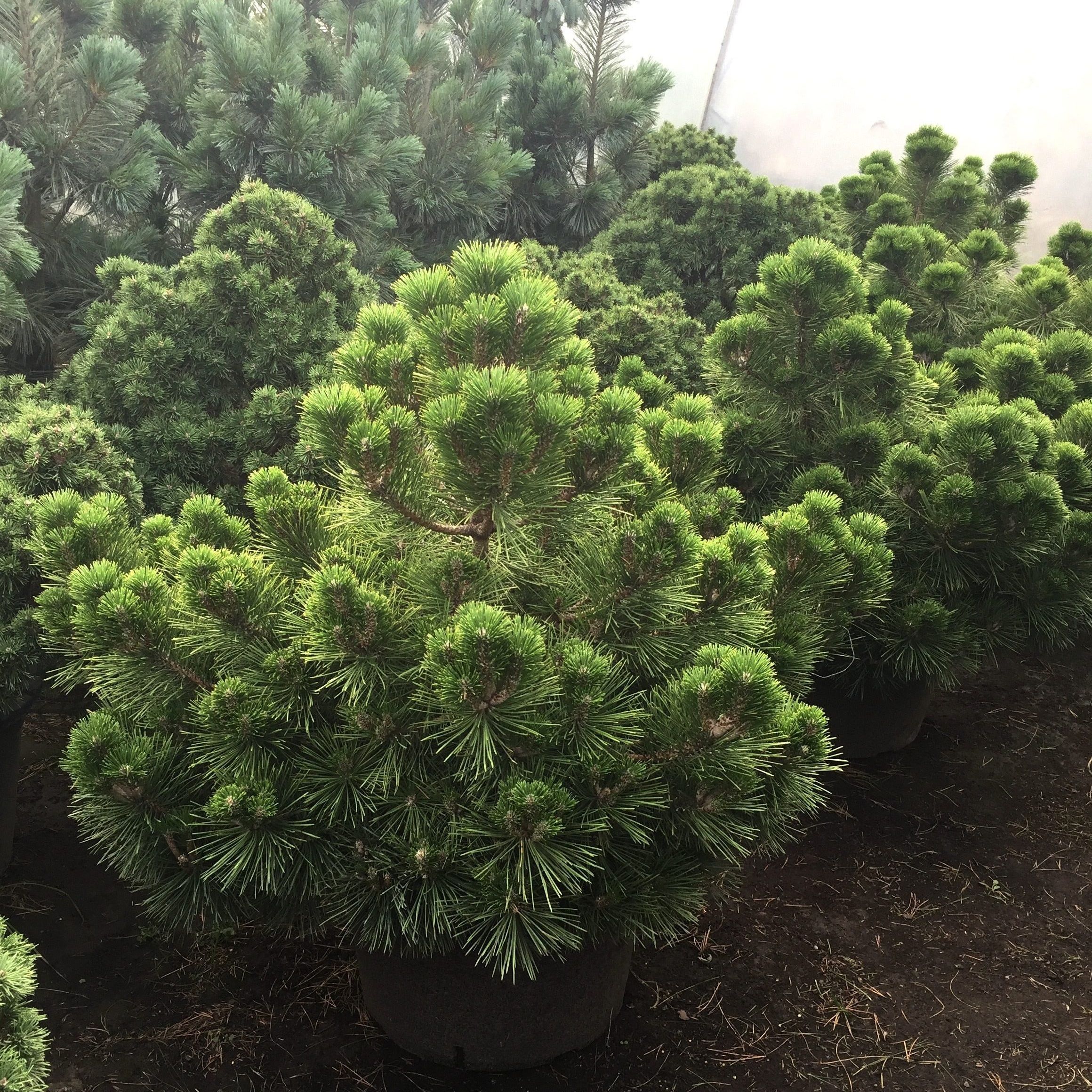 Сосна тунберга Майджима V7,5