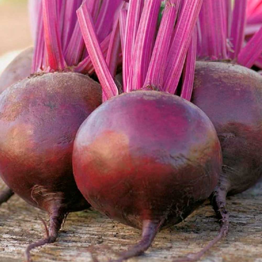 Свекла столовая Пабло F1 (ЦВ*) 2гр.