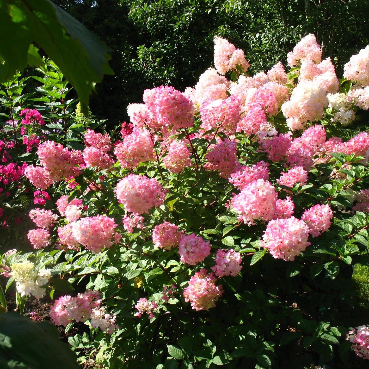 Гортензия метельчатая Тач оф Пинк C5