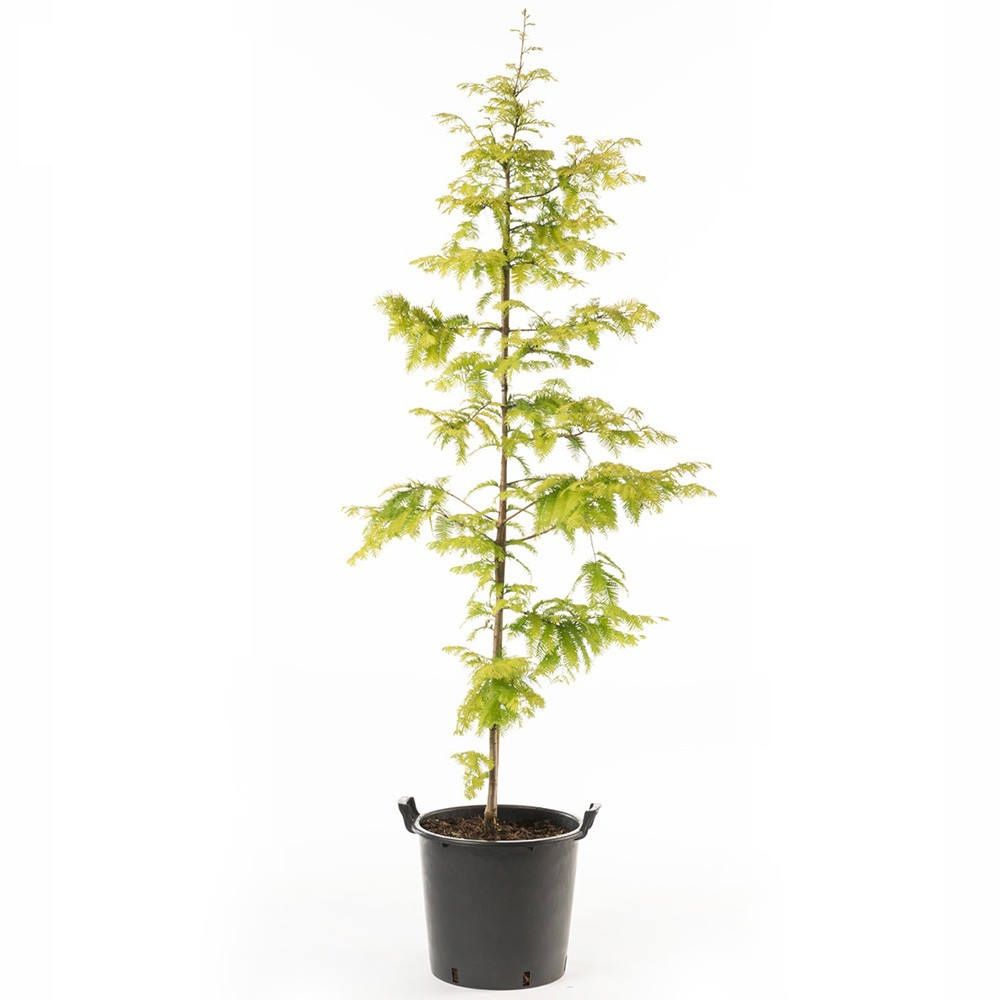 Кипарисовик Метасеквойя d19 см h30 см