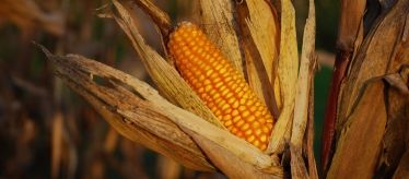 Семена злаковых