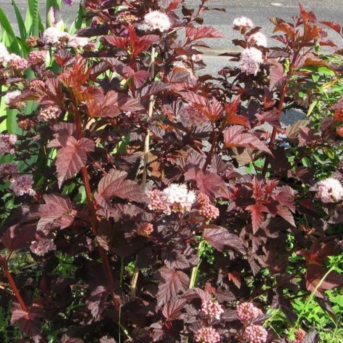 Пузыреплодник калинолистный Ред Барон Р9