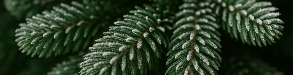 Новогодняя елка с плотной кроной: честный разбор, который помогает избежать мусора и разочарования