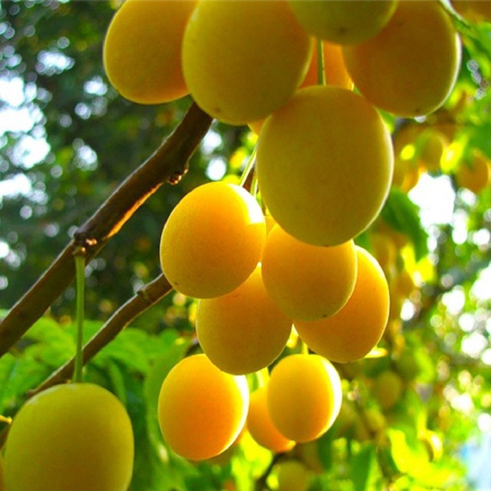 Слива Светлячок С7/С10