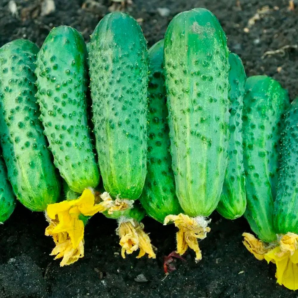 Огурец вкус детства F1 (А) ц/п