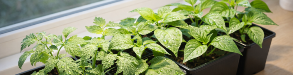 Фитолампа для рассады на подоконнике отзывы — досветка, экономия и рост растений