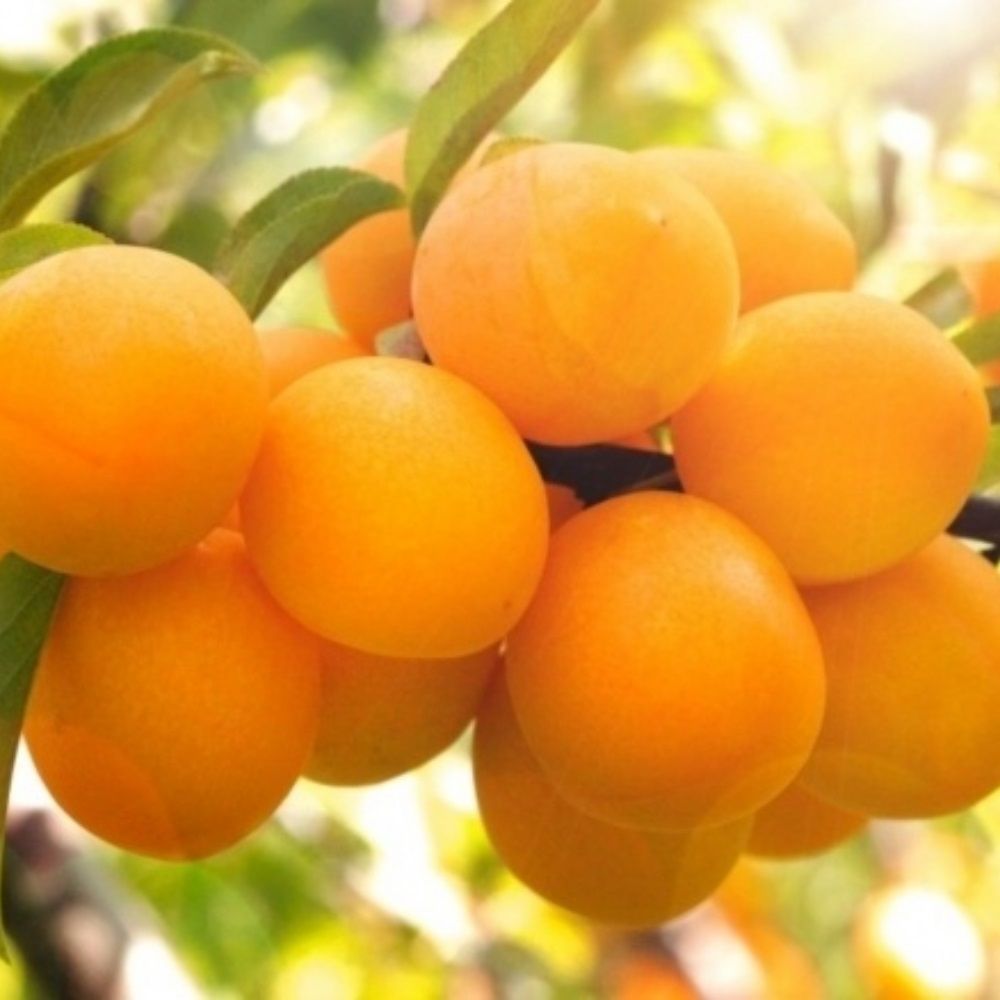 Алыча Подарок Санкт-Петербургу С7