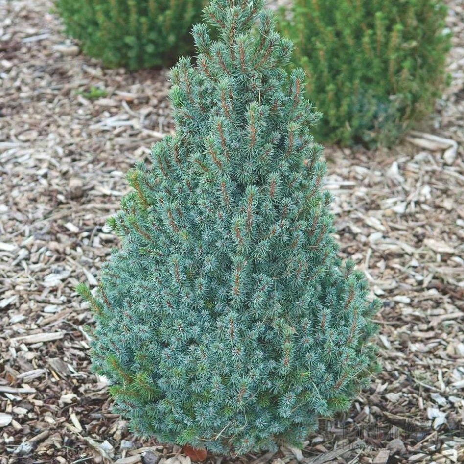 Ель Глаука Сандерс Блю d23 см h85 см