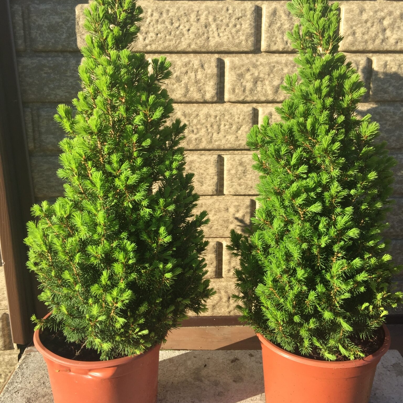 Ель Глаука Перфекта d19 см h45 см