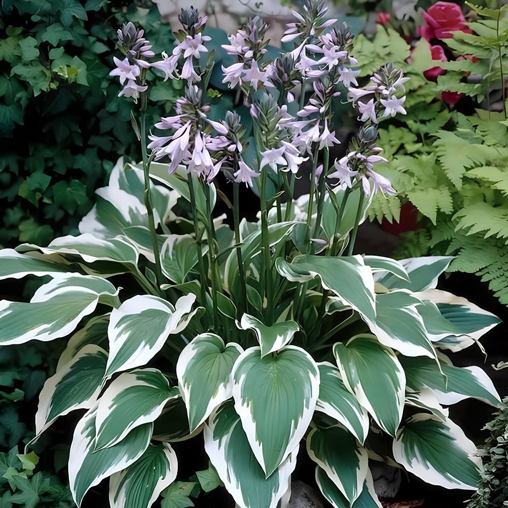 Хоста гибридная Антиох/К