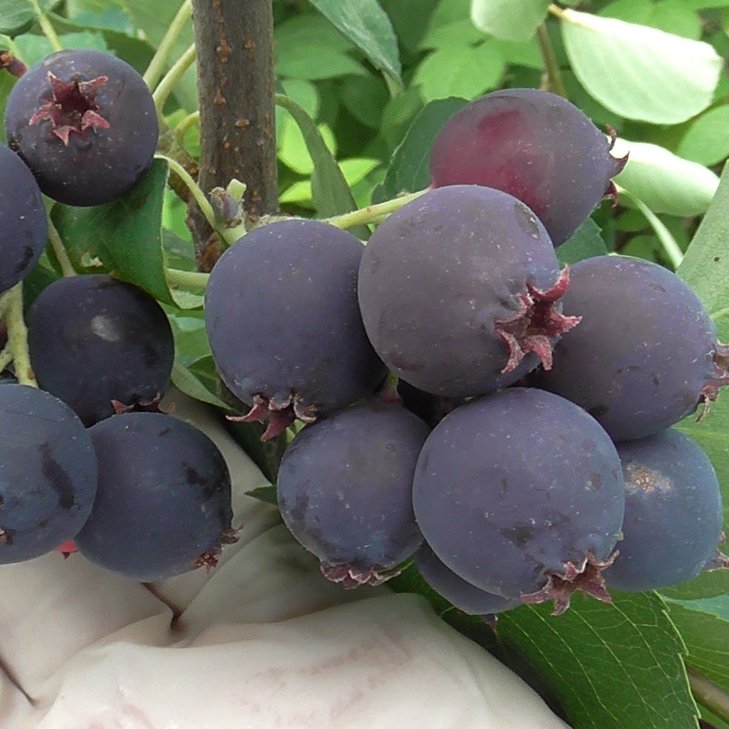 Ирга Тиссен С7