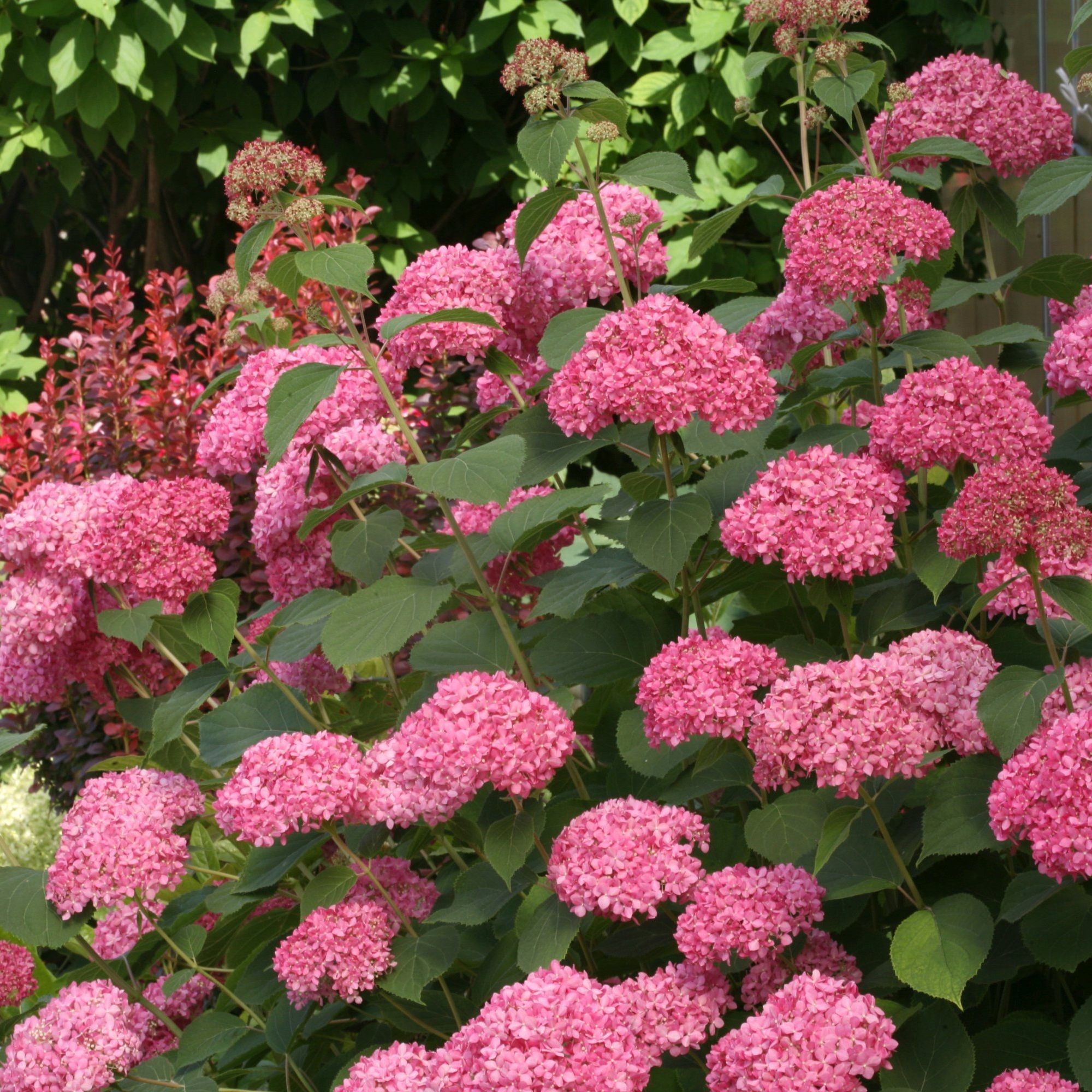 Гортензия древовидная Эко Пинк Пафф Р9