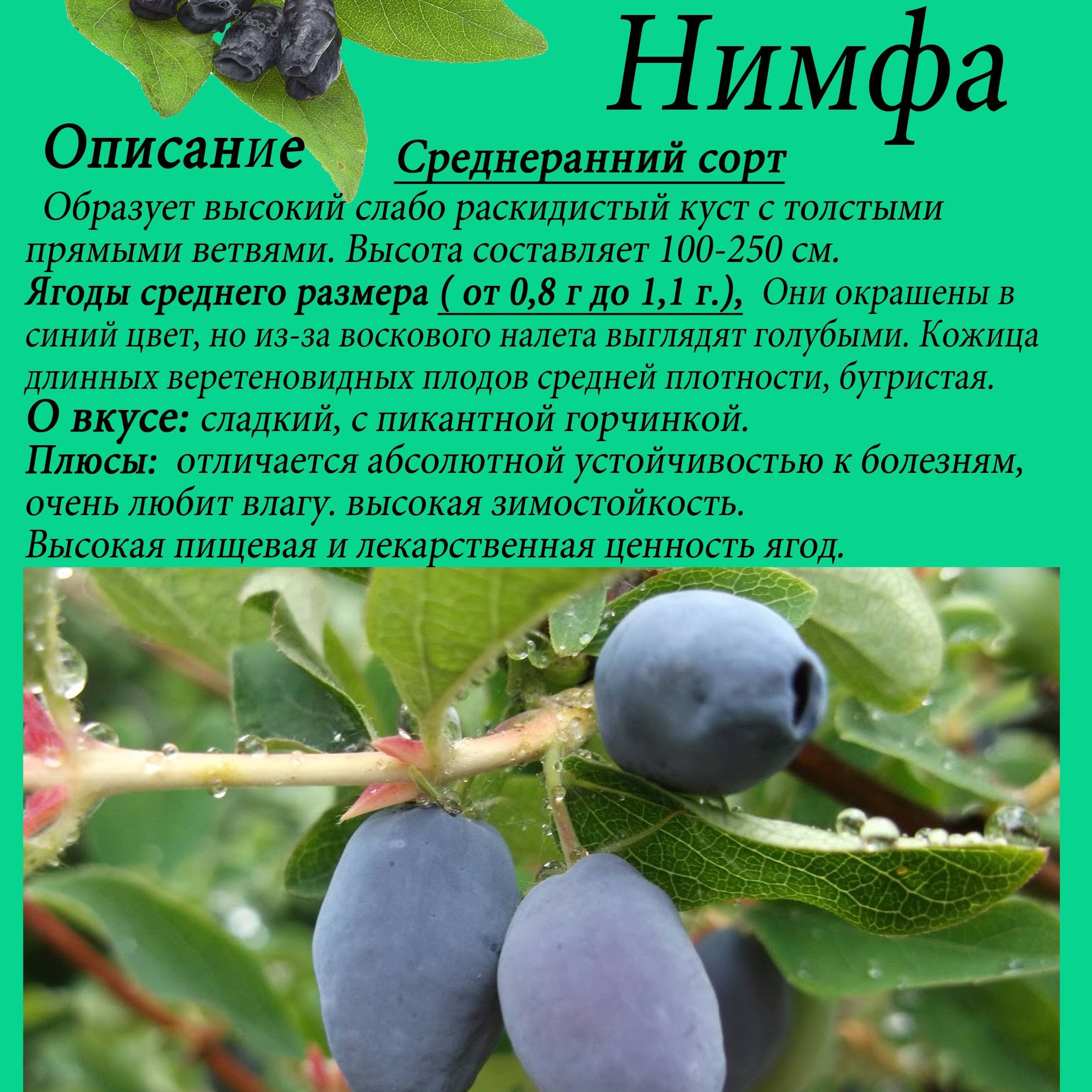 Жимолость камчатская Нимфа V2-3