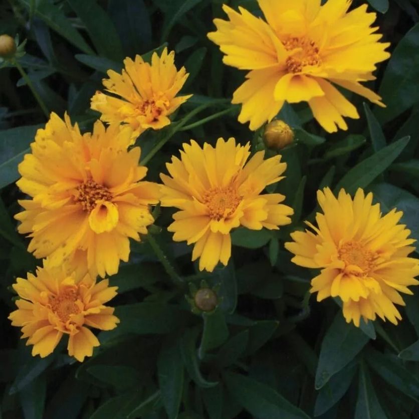 Кореопсис Р9