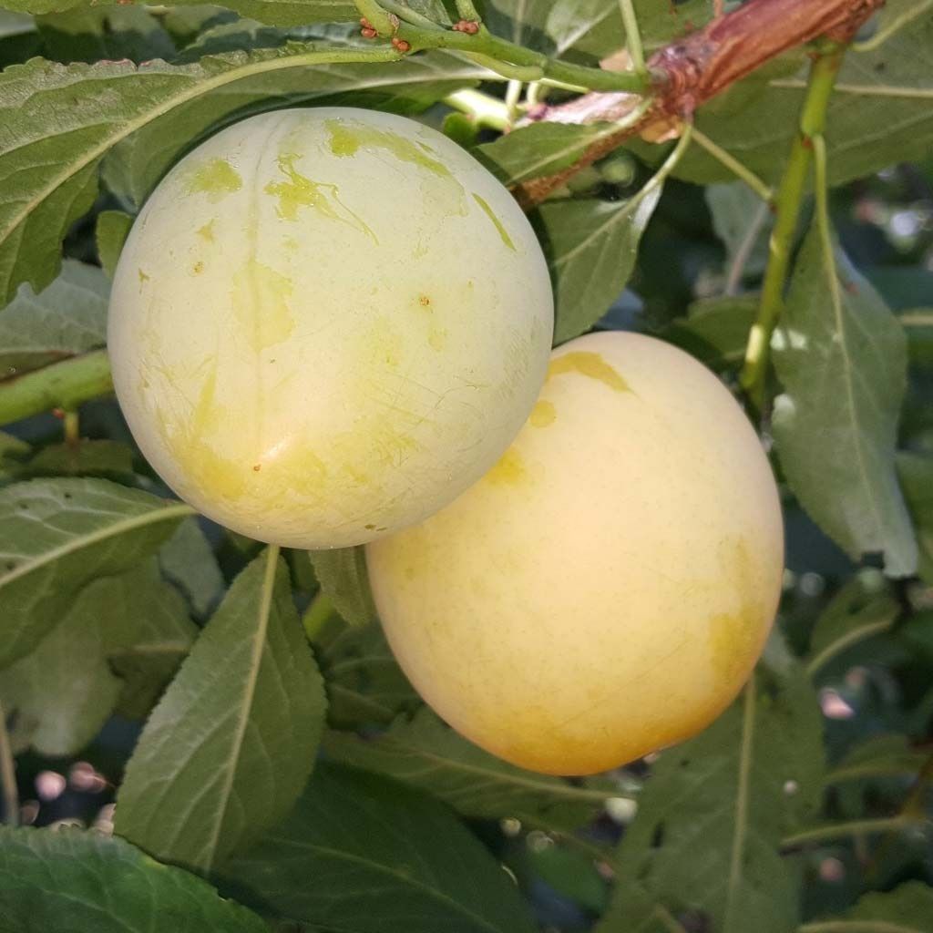 Слива Рейнклод колхозный С7