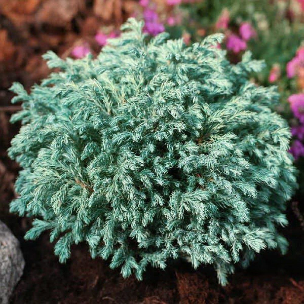 Кипарисовик горохоплодный Бейби Блю V2