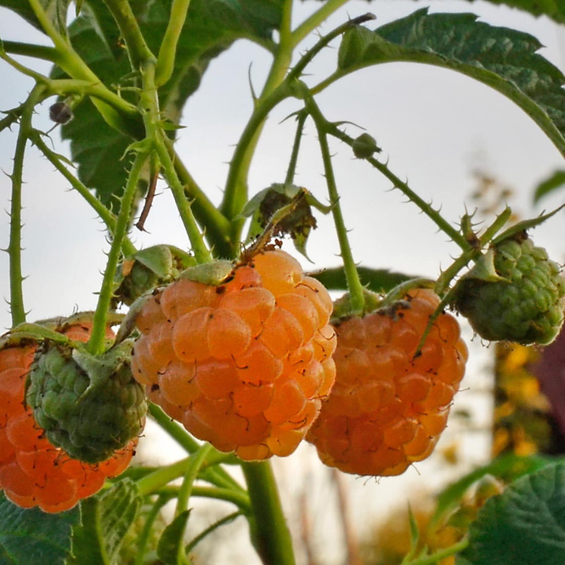 Малина Оранжевое Чудо ц/к