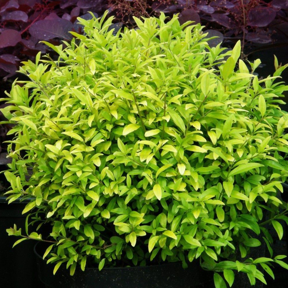 Бирючина 2 л