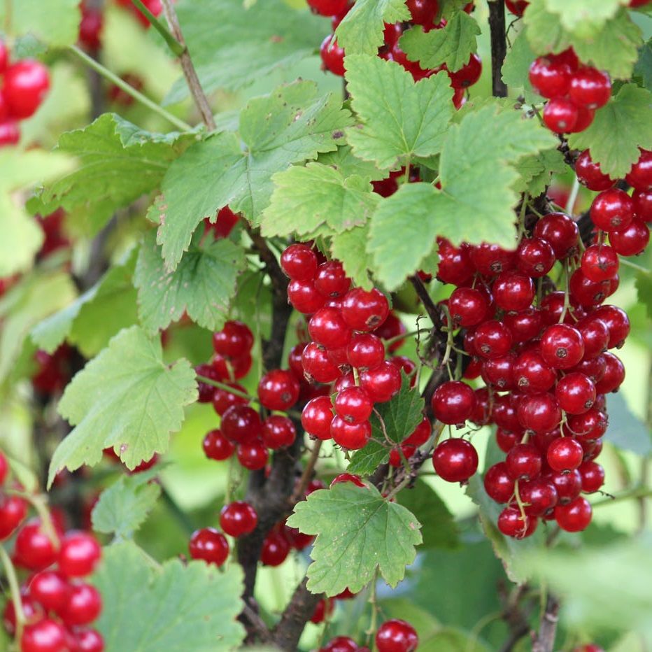 Смородина красная Коралловая С7