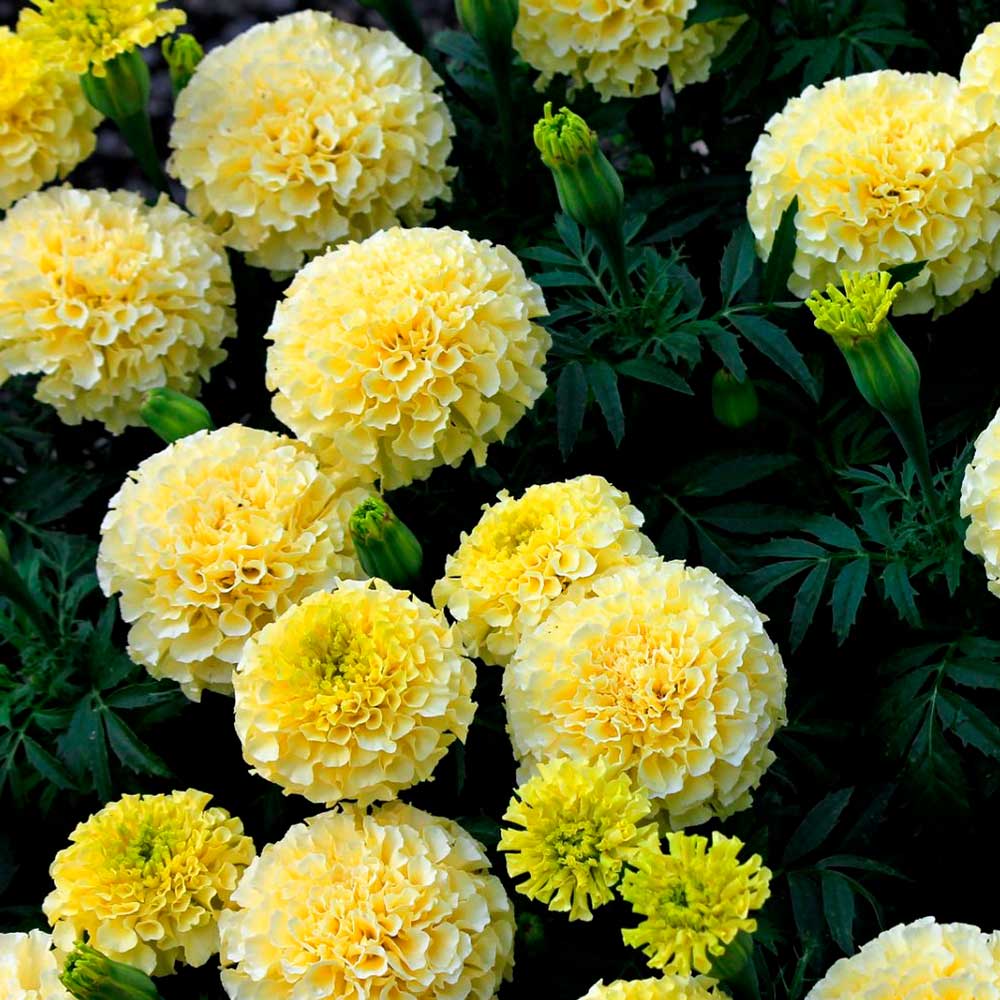 Бархатцы прямостоячие (Тагетес прямостоячий) Аляска (ЦВ) ("1) 0,4гр