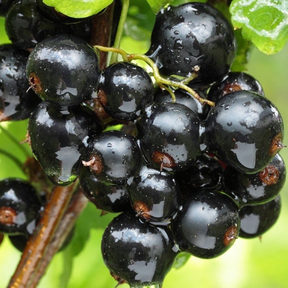 Смородина черная Сахарная С7