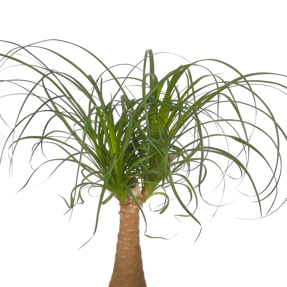 Нолина штамбовая d19 см h60 см