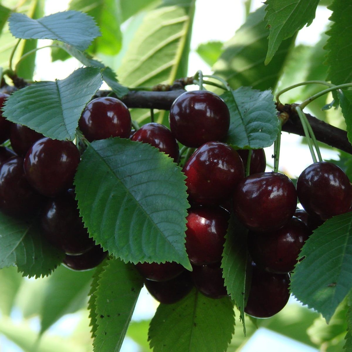 Вишня (Дюк) Ночка V7