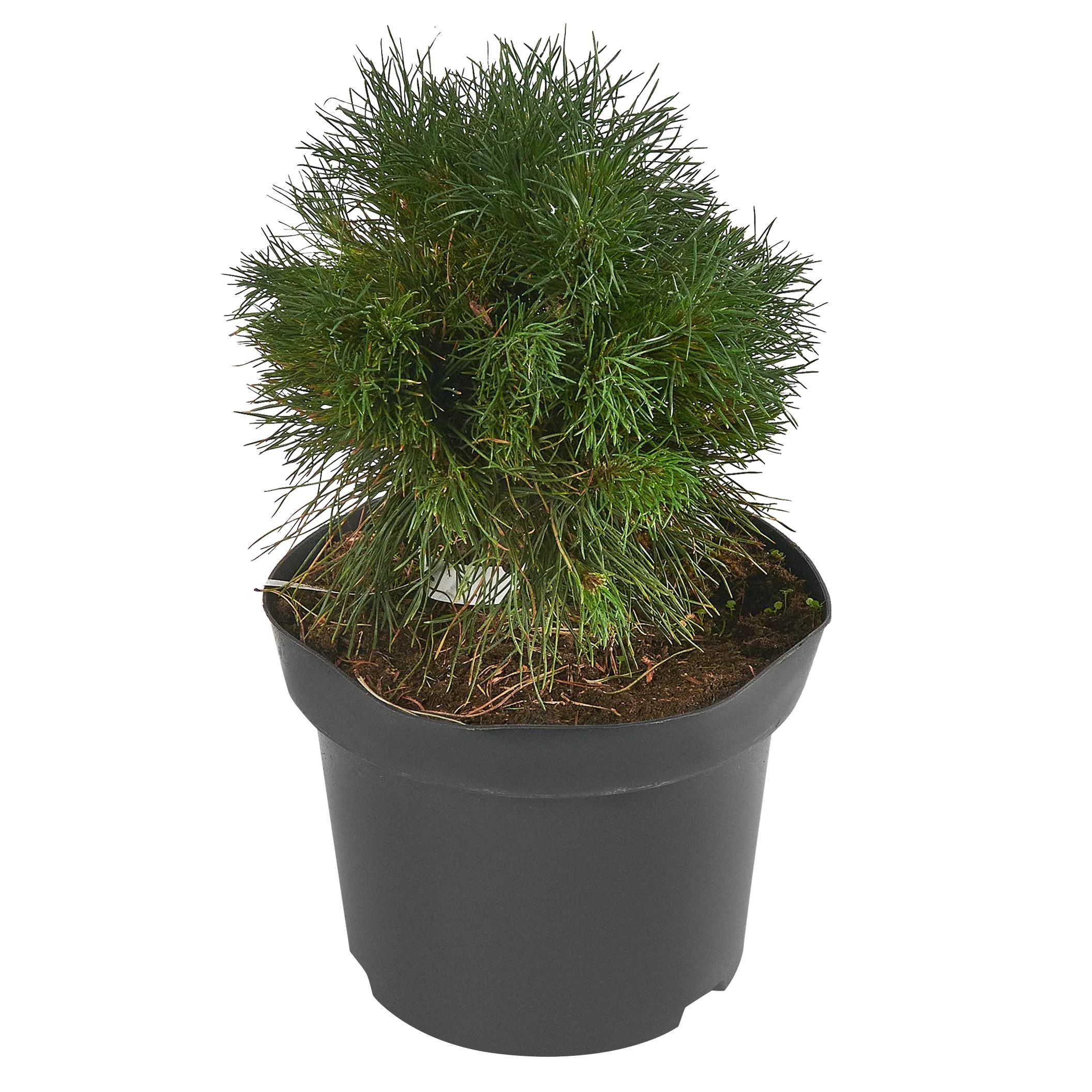 Сосна горная Варелла V5