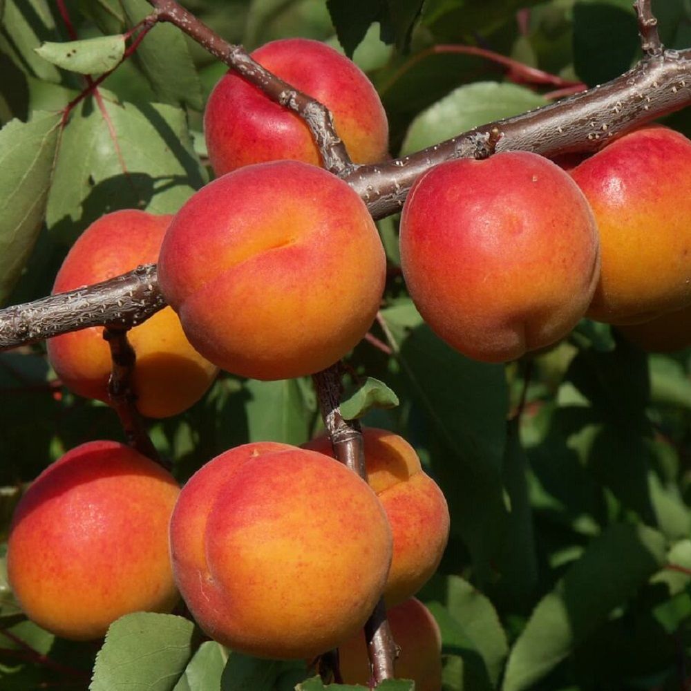Абрикос Краснощекий С7,5/С10